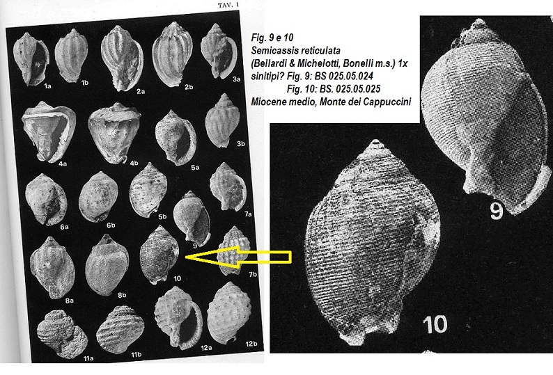 Semicassis laevigata (Defrance, 1817)